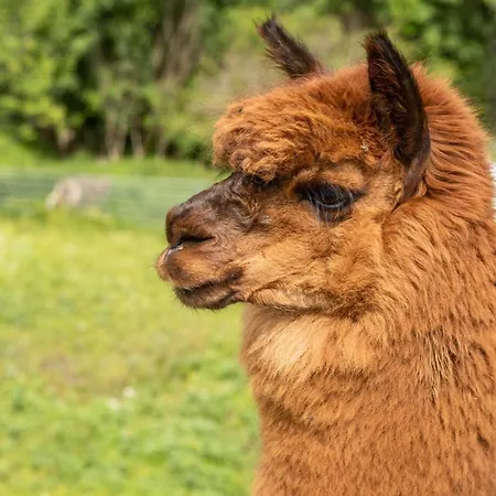 Σπίτι διακοπών Knusperhaeuschen Hoefen-huesle